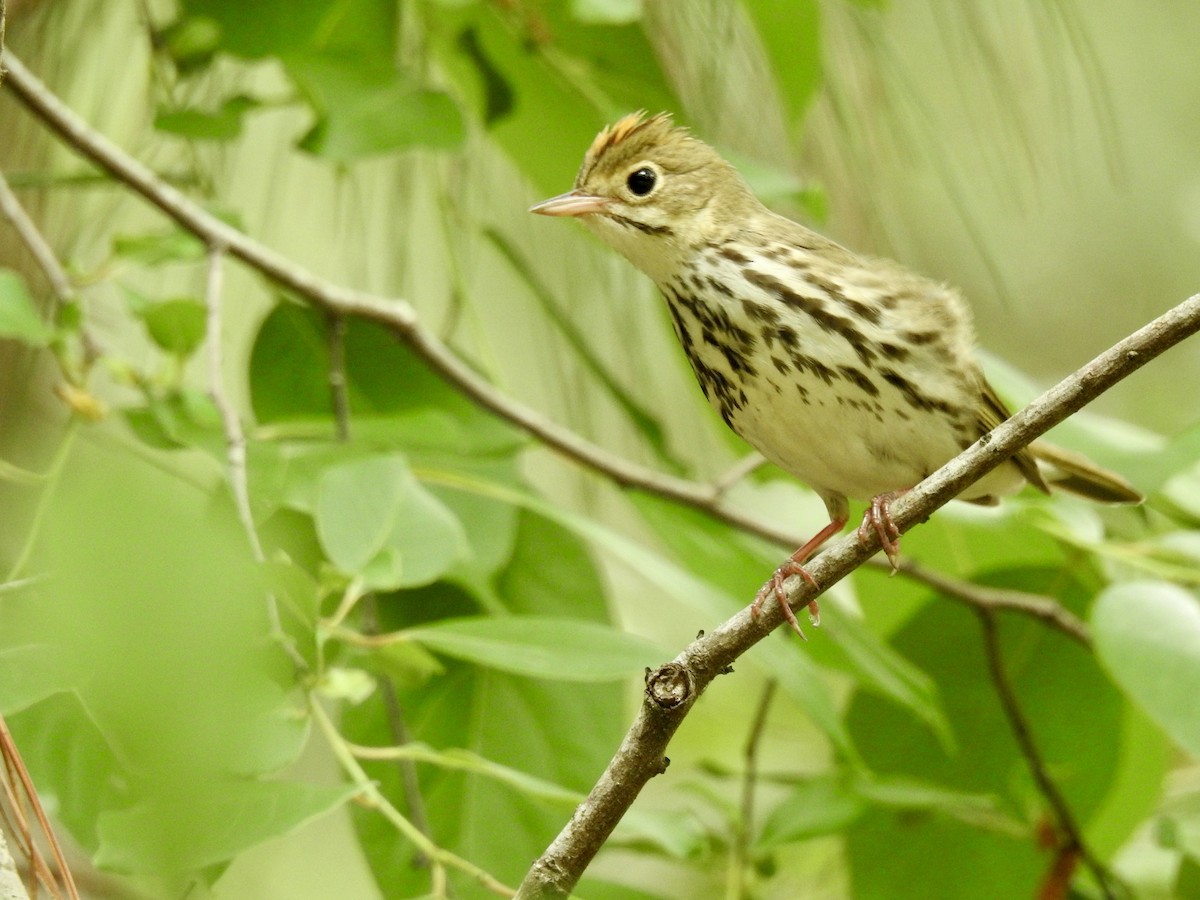 Ovenbird - ML635322295