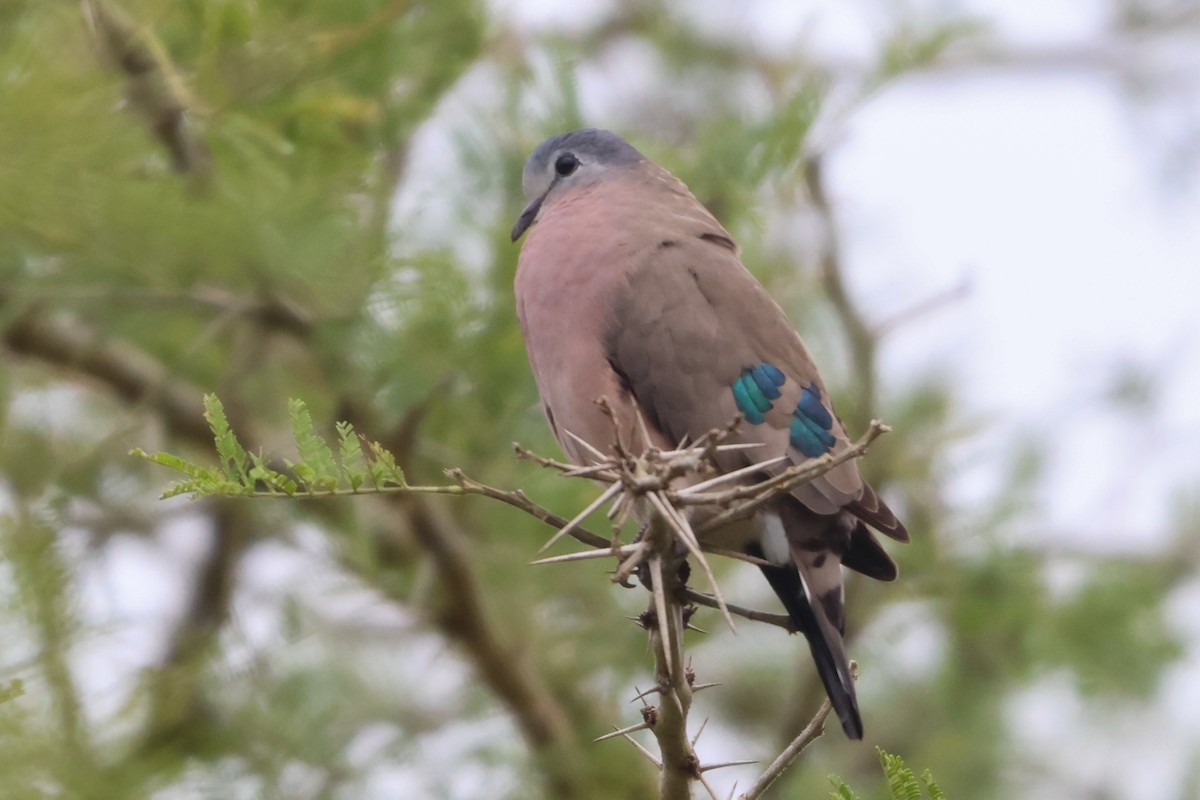 Emerald-spotted Wood-Dove - ML635322378