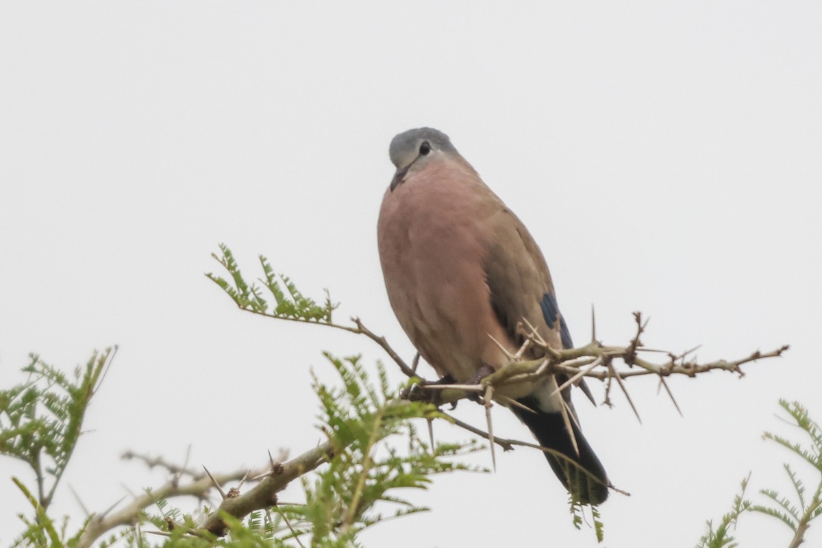 Emerald-spotted Wood-Dove - ML635322380