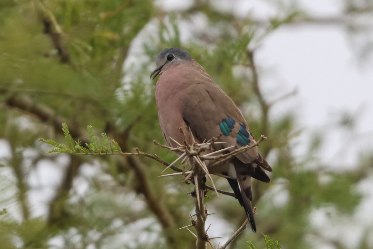 Emerald-spotted Wood-Dove - ML635322383