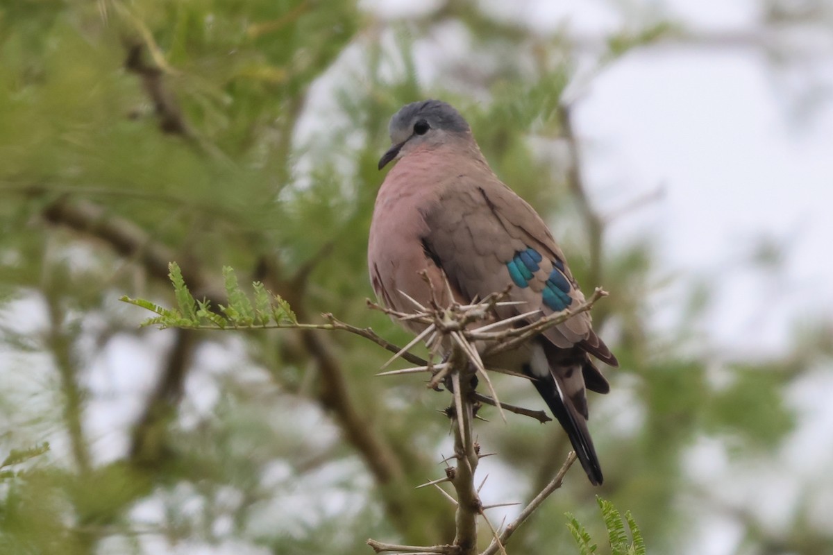 Emerald-spotted Wood-Dove - ML635322384