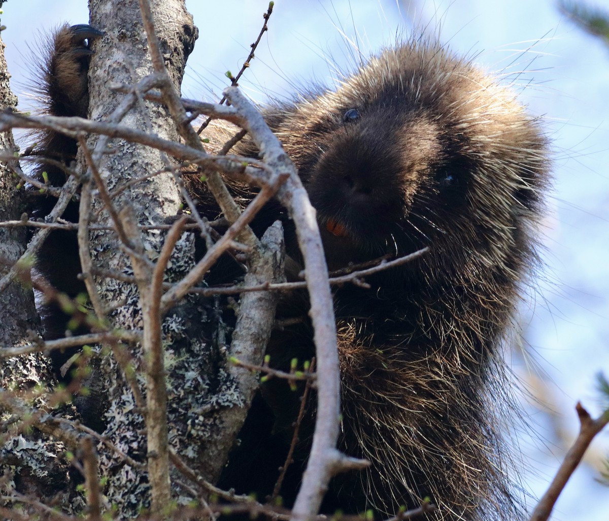 North American Porcupine - ML635322395