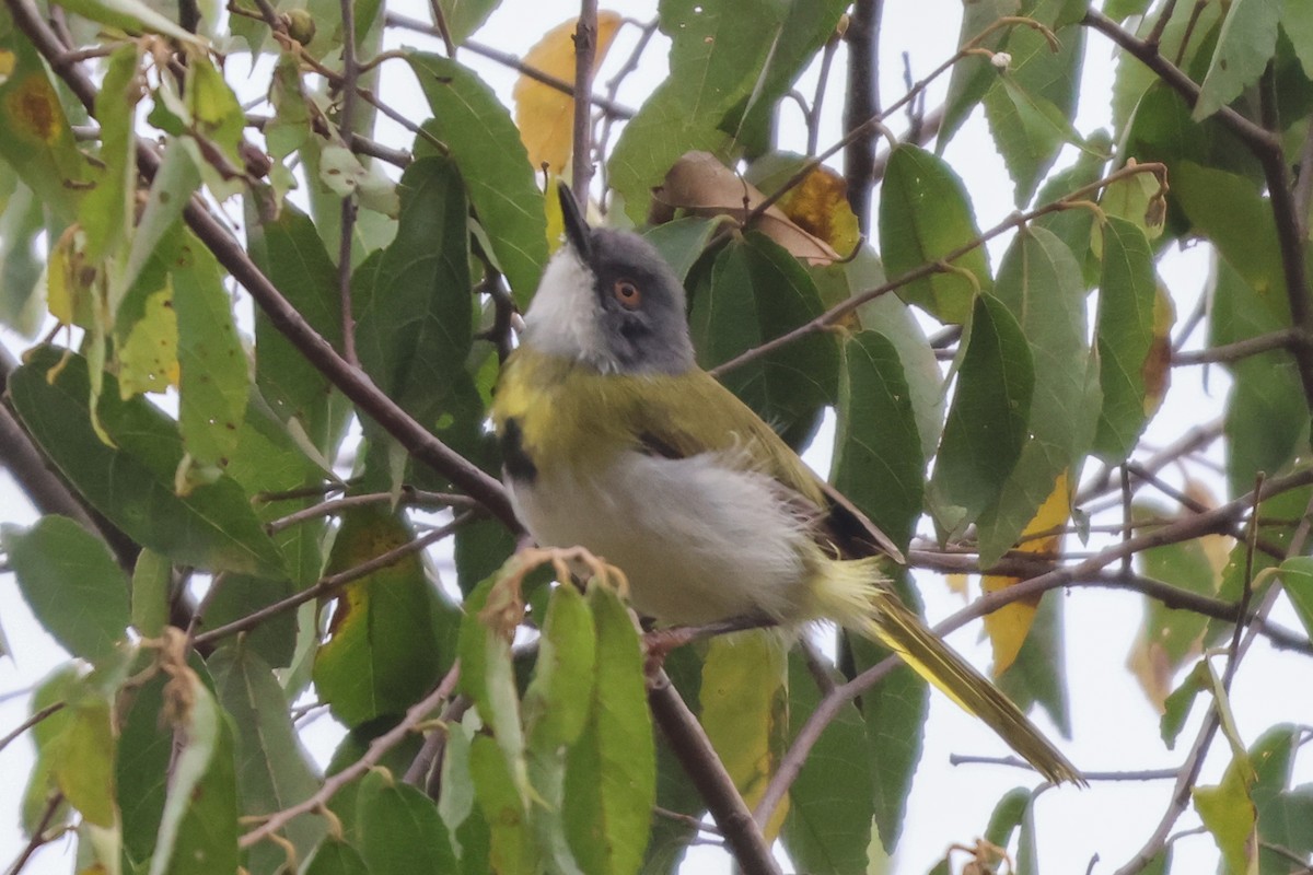 Yellow-breasted Apalis - ML635322414
