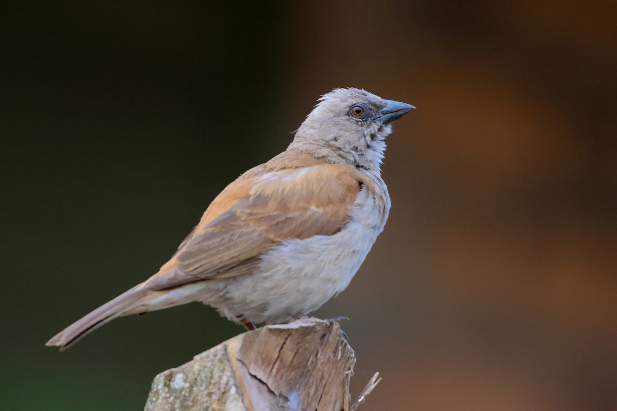 Northern Gray-headed Sparrow - ML635322434