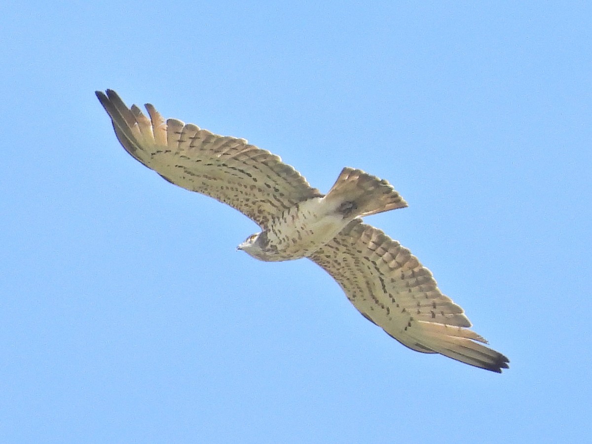 Short-toed Snake-Eagle - ML635322443