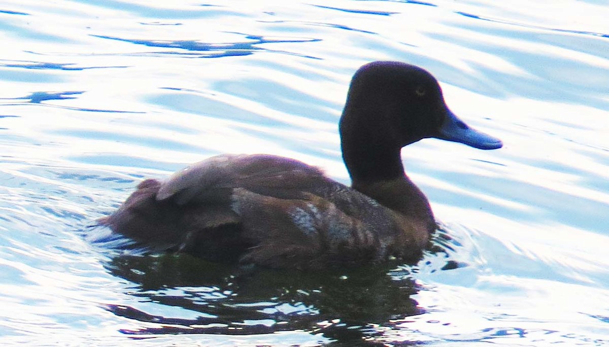 Lesser Scaup - ML635322480