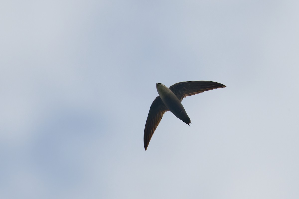 Chimney Swift - ML635322542