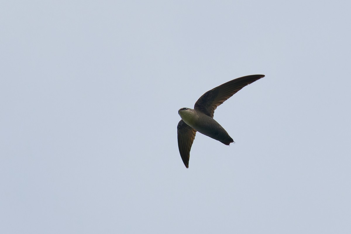 Chimney Swift - ML635322546