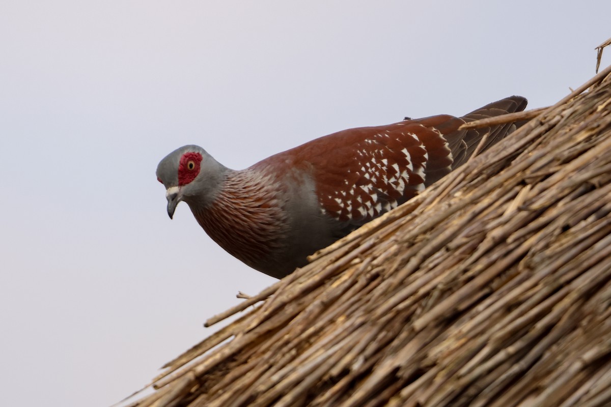 Speckled Pigeon - ML635322548
