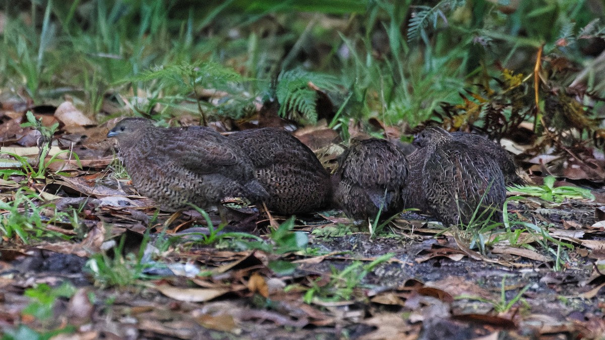 Brown Quail - ML635322618