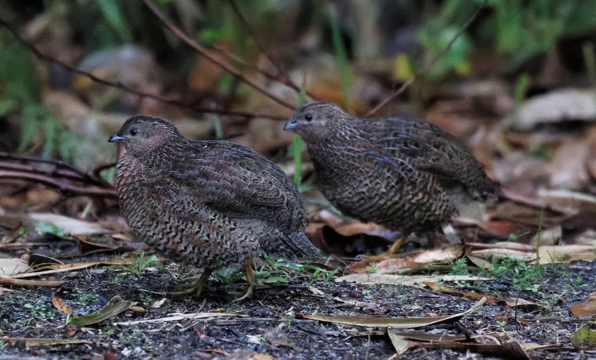 Brown Quail - ML635322619