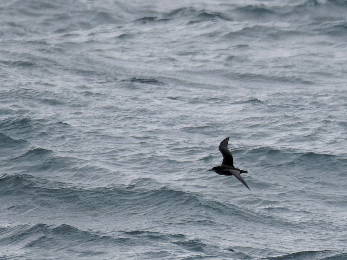 Short-tailed Shearwater - ML635322717