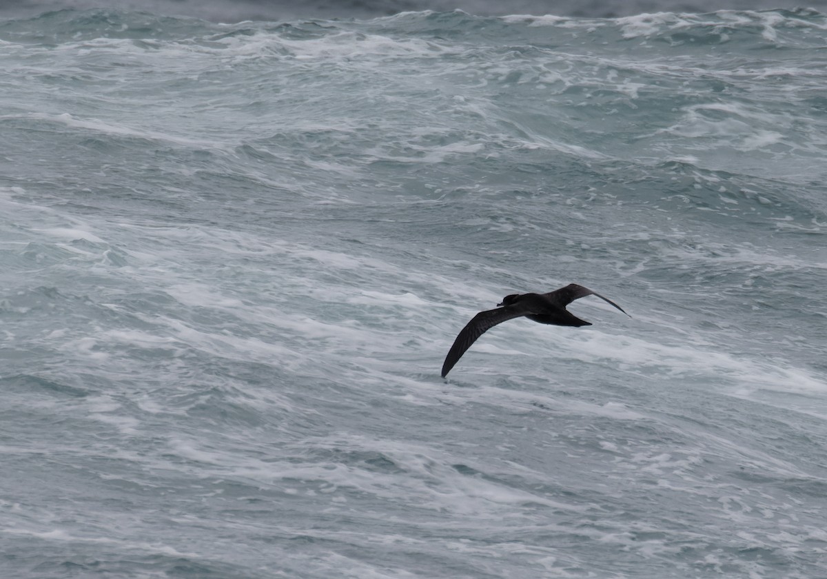 Short-tailed Shearwater - ML635322718