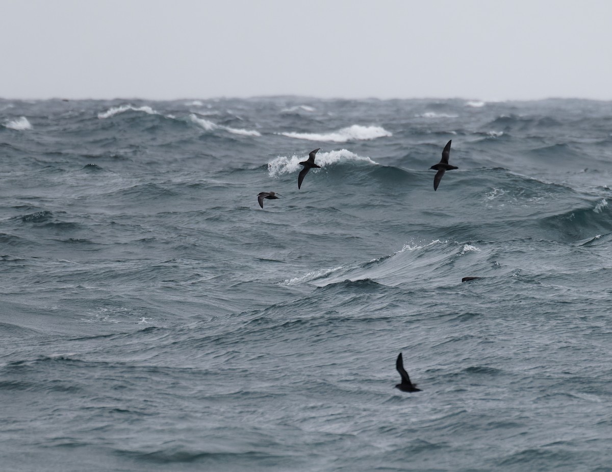Short-tailed Shearwater - ML635322719