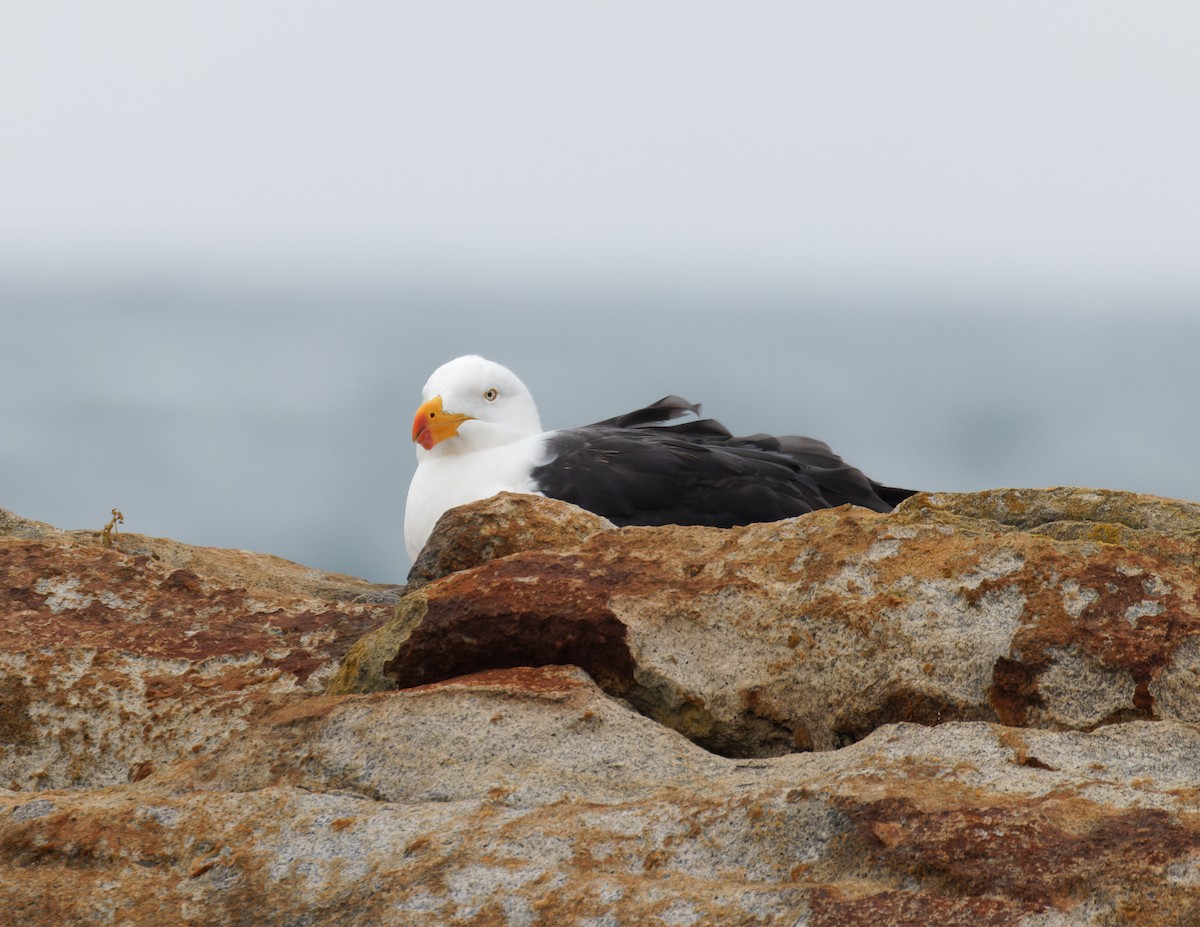 Pacific Gull - ML635322728