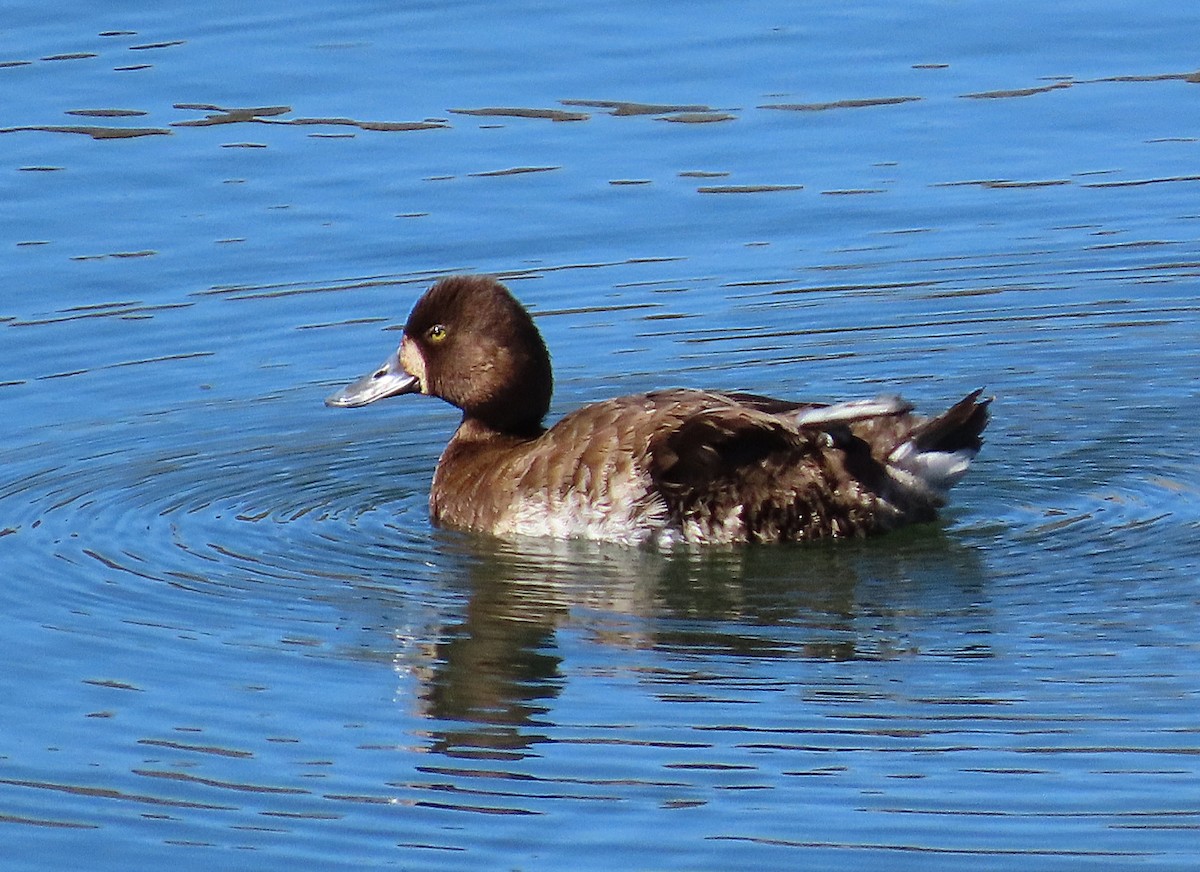 Lesser Scaup - ML635322760