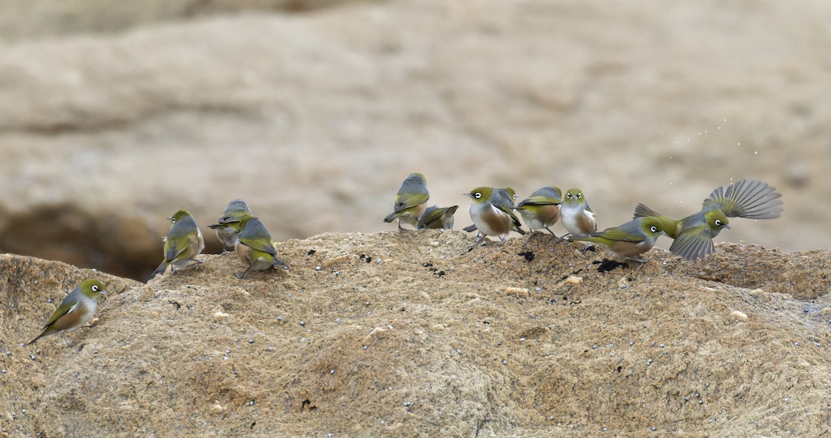 Silvereye - ML635322769