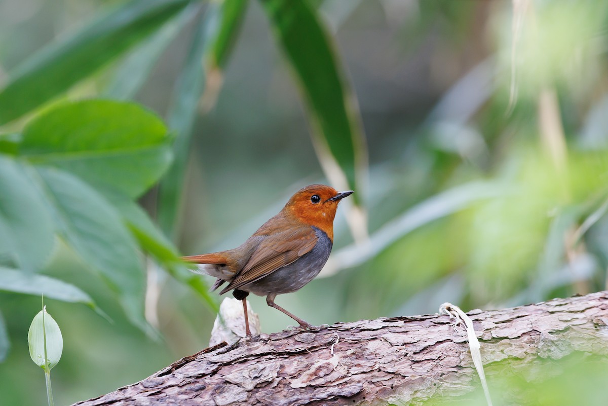 Japanese Robin - ML635322770