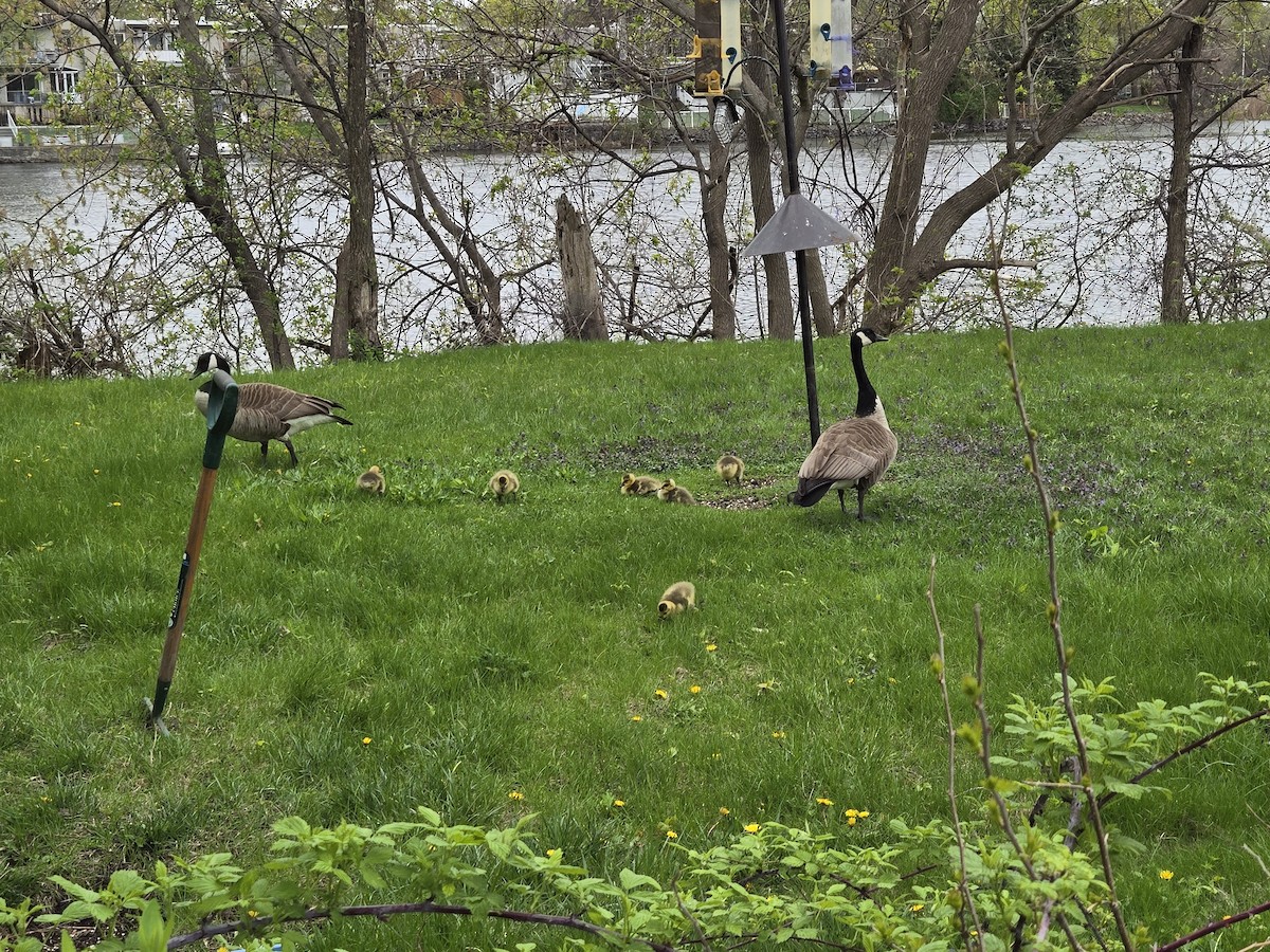 Canada Goose - ML635322820