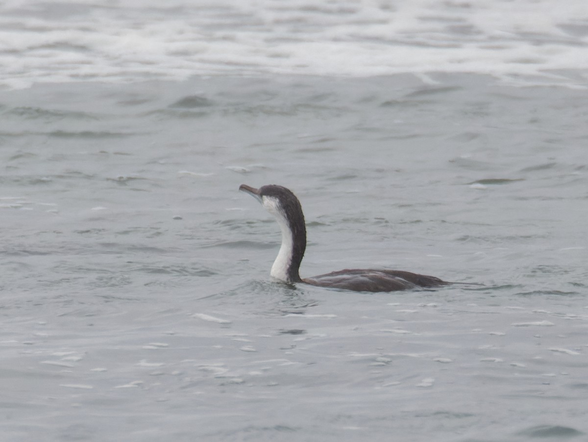 Black-faced Cormorant - ML635322832