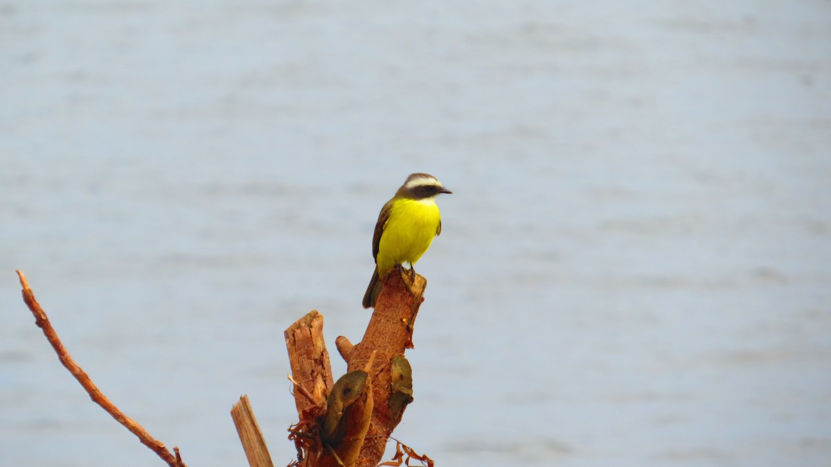 Social Flycatcher - ML635322864