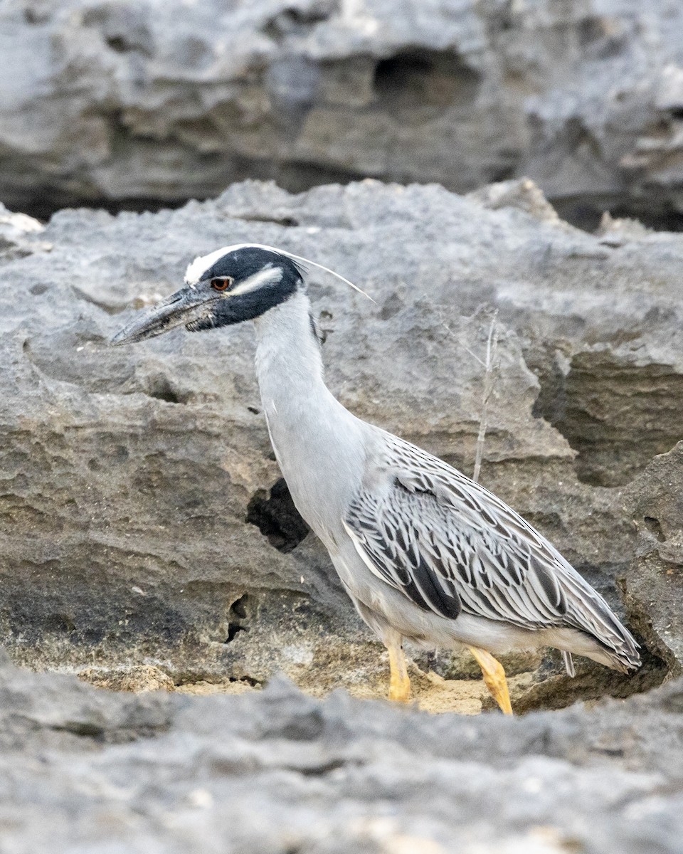 Yellow-crowned Night Heron - ML635322939