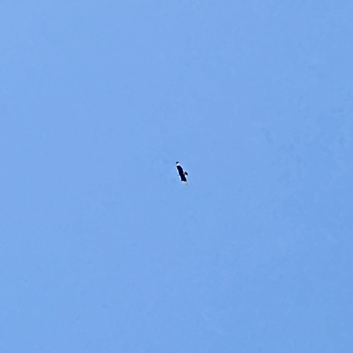 Crested Caracara - ML635322941