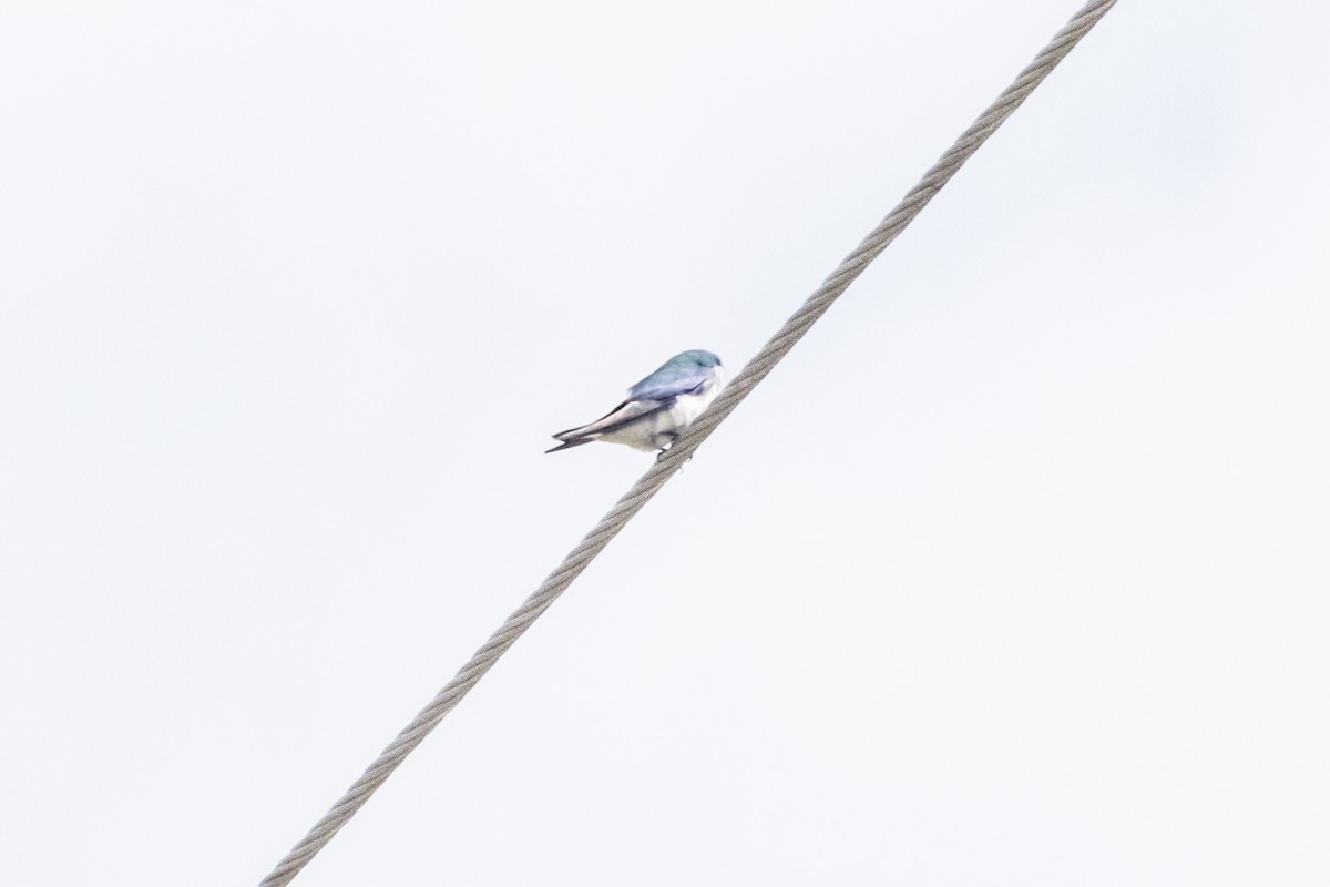 Bahama Swallow - ML635322975