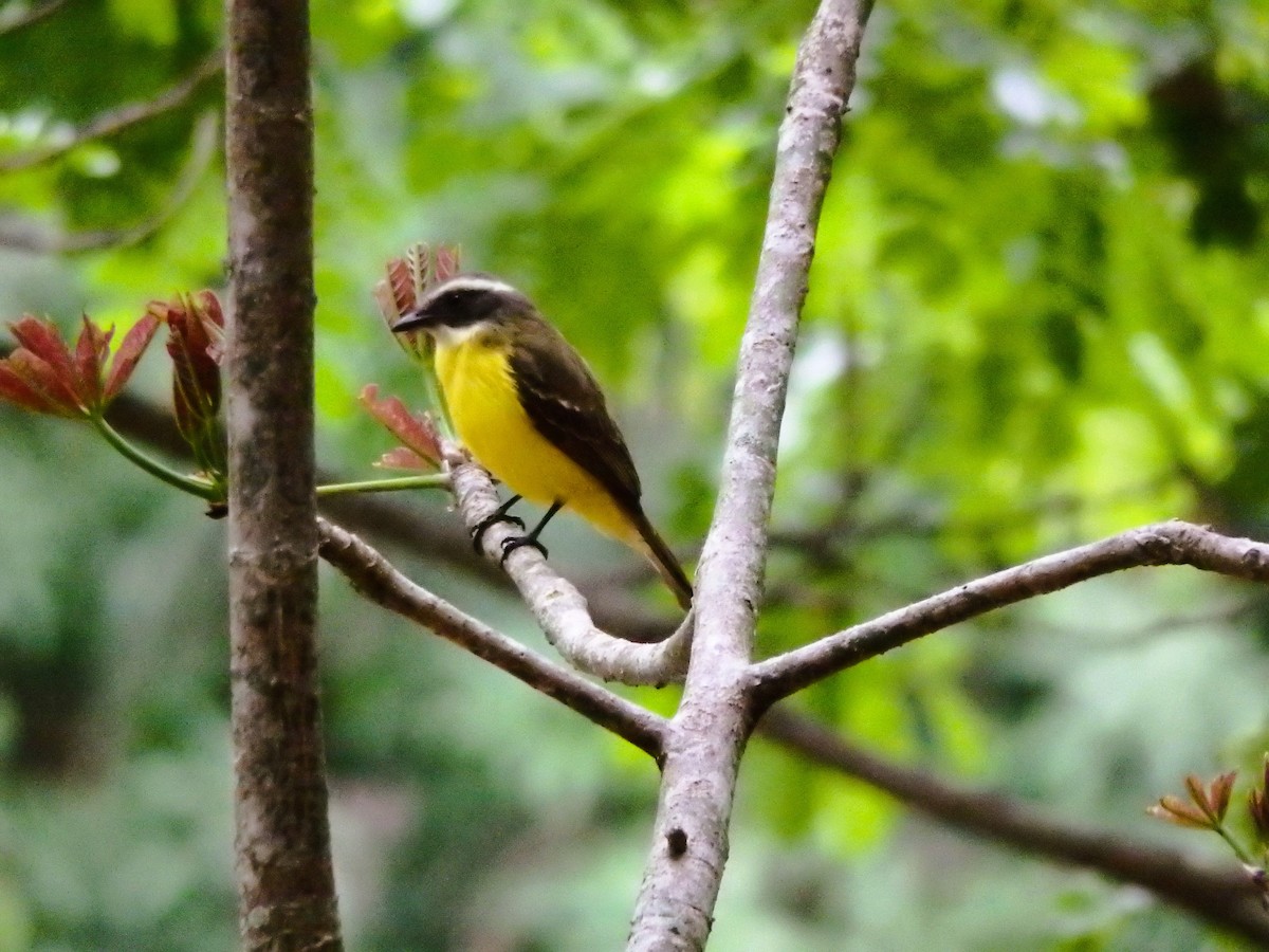 Social Flycatcher - ML635323227