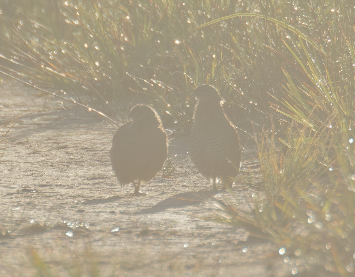 Brown Quail - ML635323242