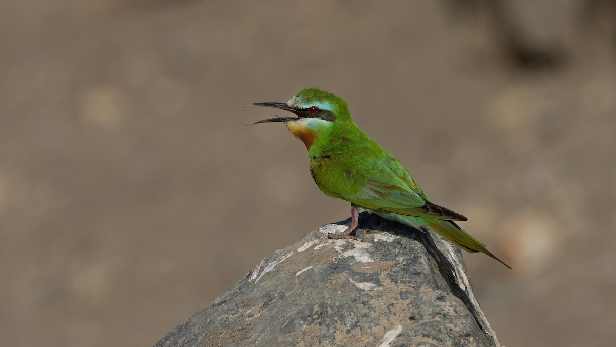 Blue-cheeked Bee-eater - ML635323262