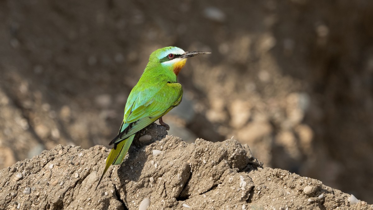 Blue-cheeked Bee-eater - ML635323264