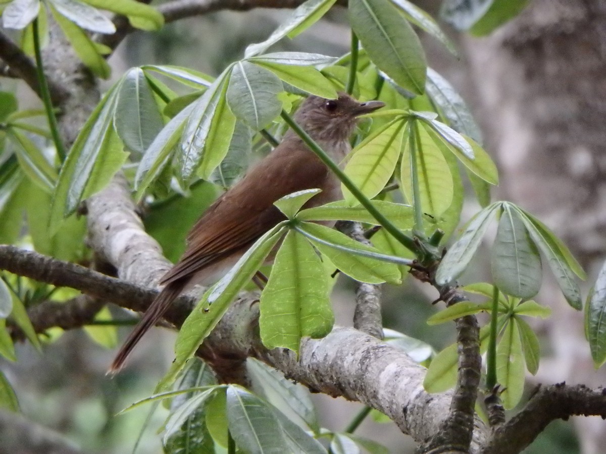 Pale-breasted Thrush - ML635323267