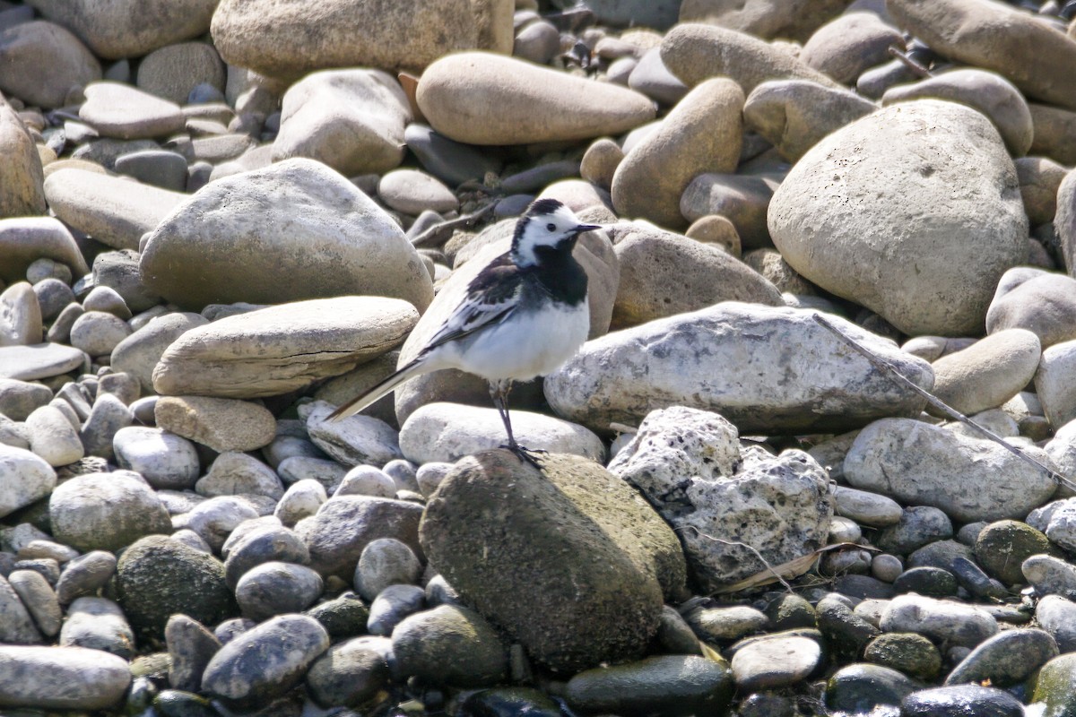 White Wagtail (British) - ML635323280