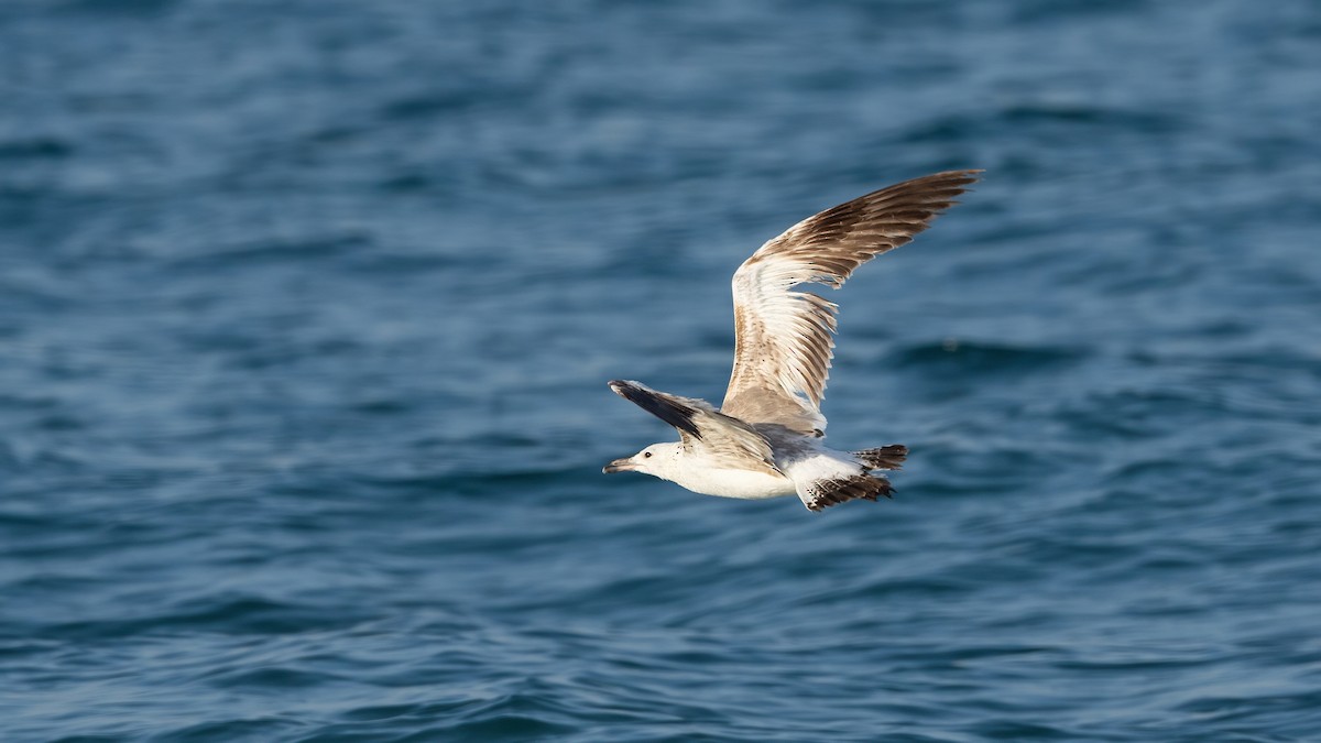 Larus sp. - ML635323387