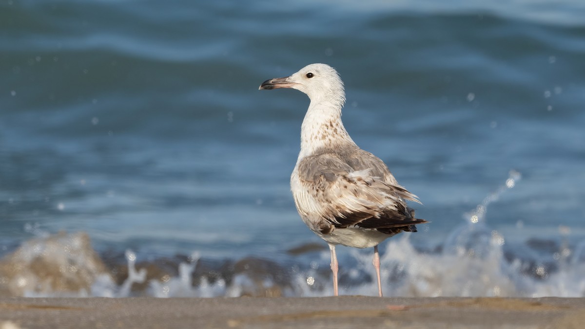 Larus sp. - ML635323388