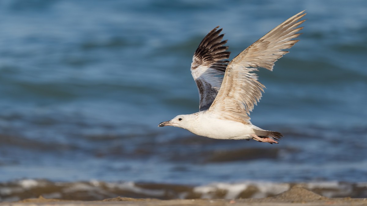 Larus sp. - ML635323393