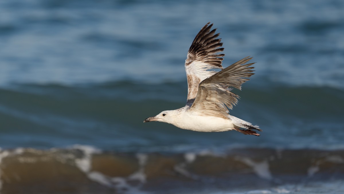 Larus sp. - ML635323394