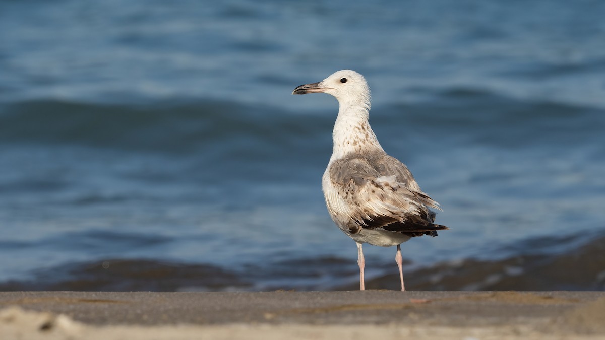 Larus sp. - ML635323432