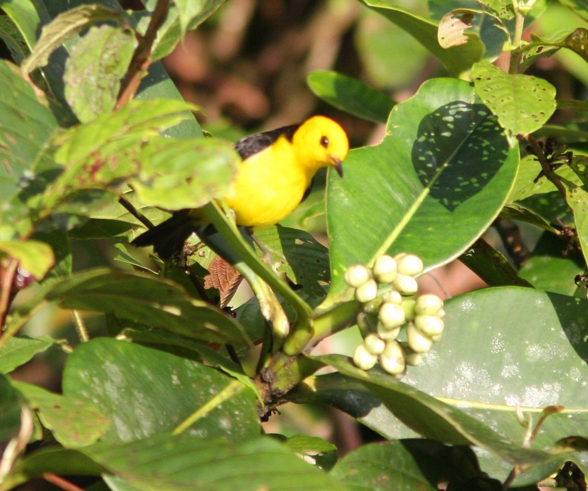 Black-and-yellow Tanager - ML635323492