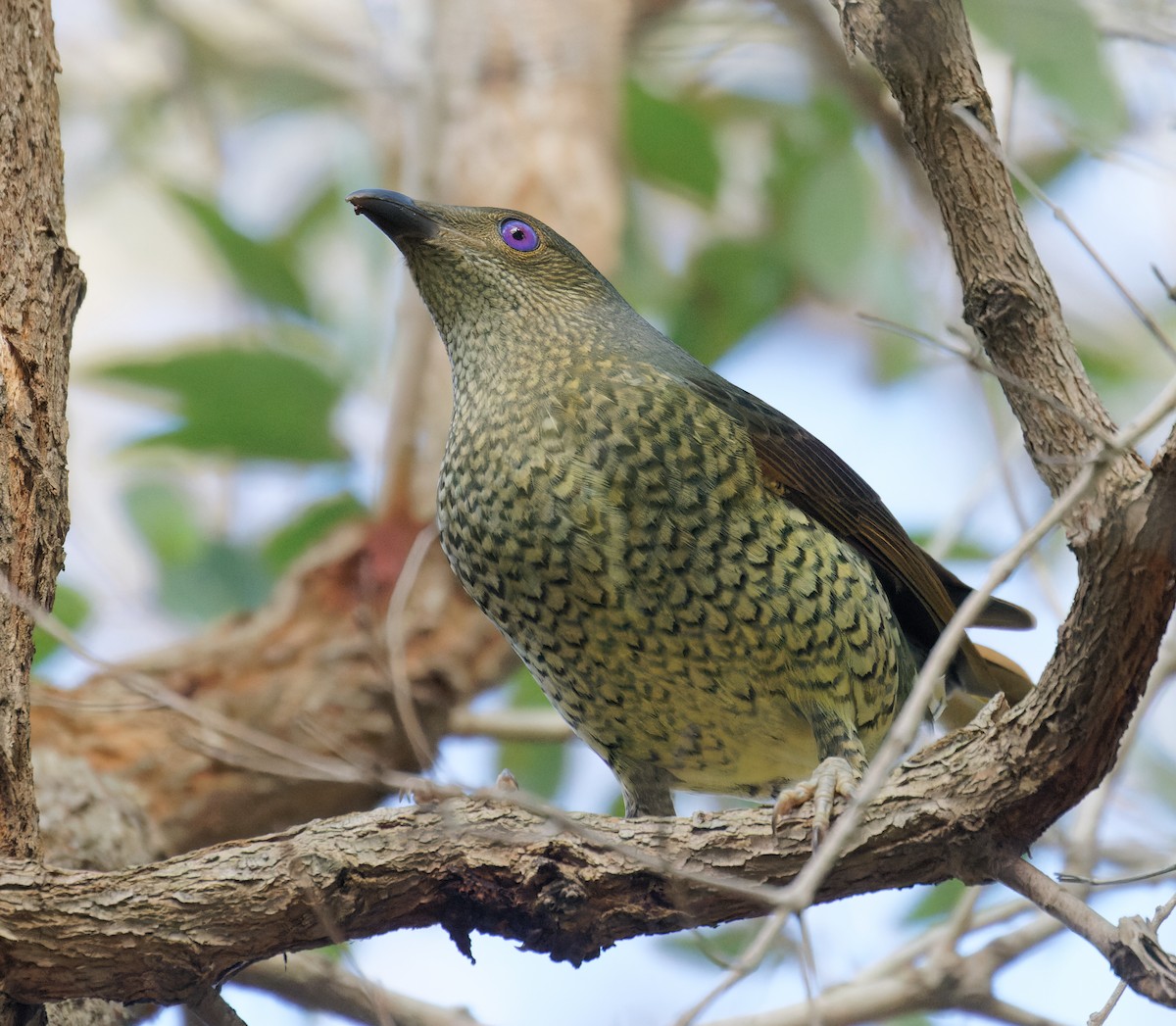 Satin Bowerbird - ML635323530