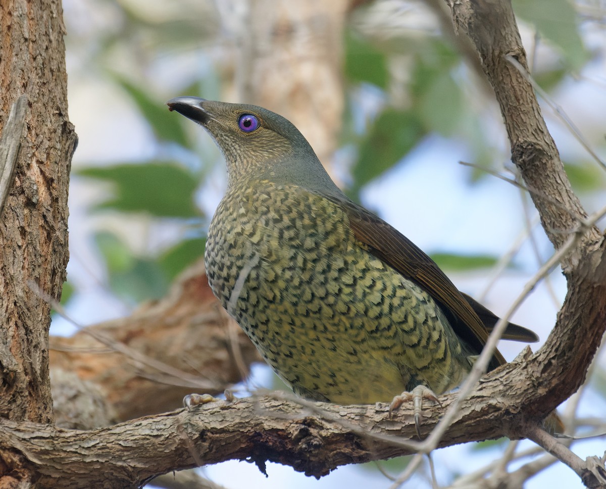 Satin Bowerbird - ML635323531