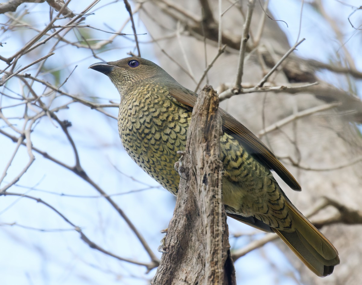 Satin Bowerbird - ML635323532