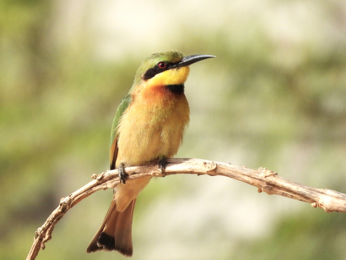 Little Bee-eater - ML635323537