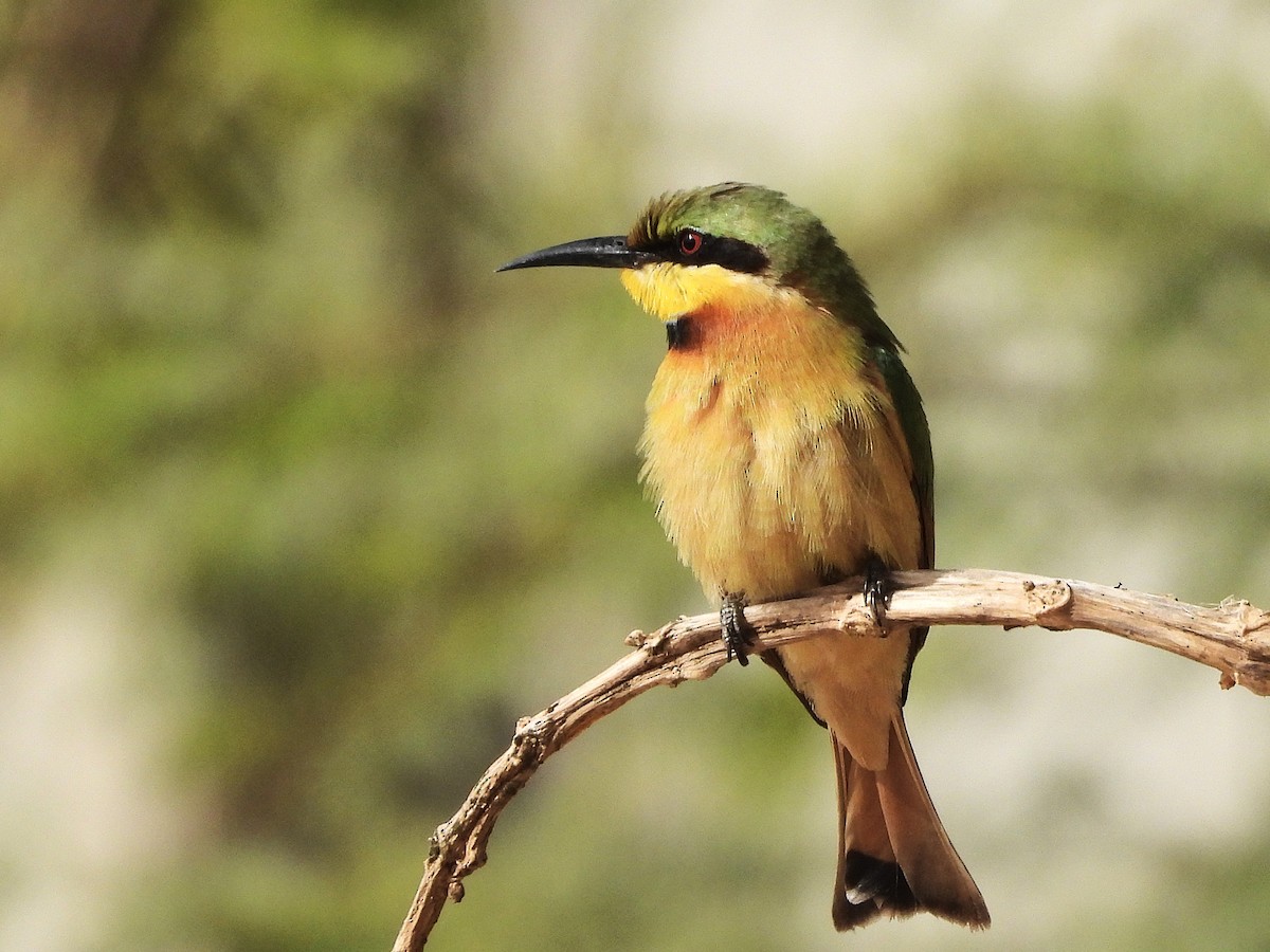 Little Bee-eater - ML635323538