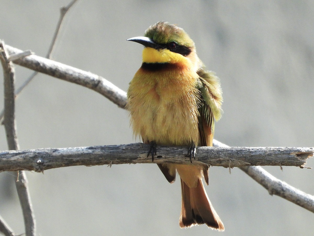 Little Bee-eater - ML635323539