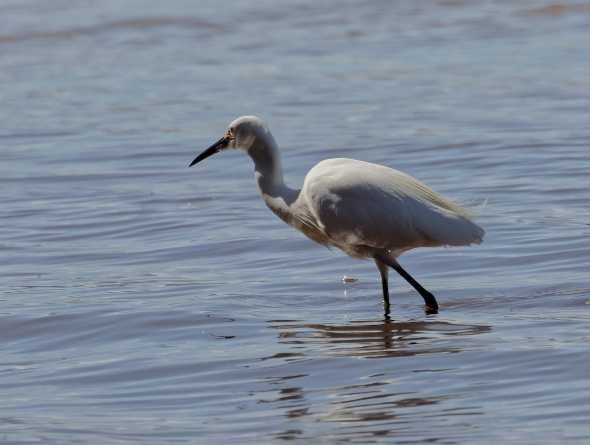 Little Egret - ML635323541