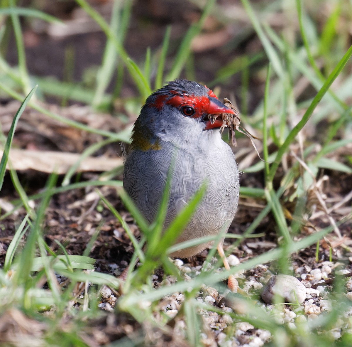 Red-browed Firetail - ML635323550