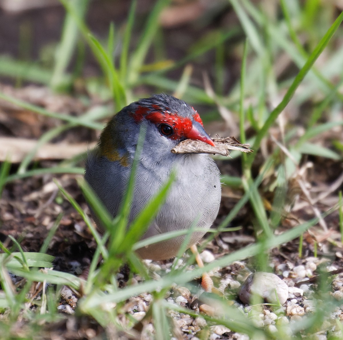 Red-browed Firetail - ML635323551