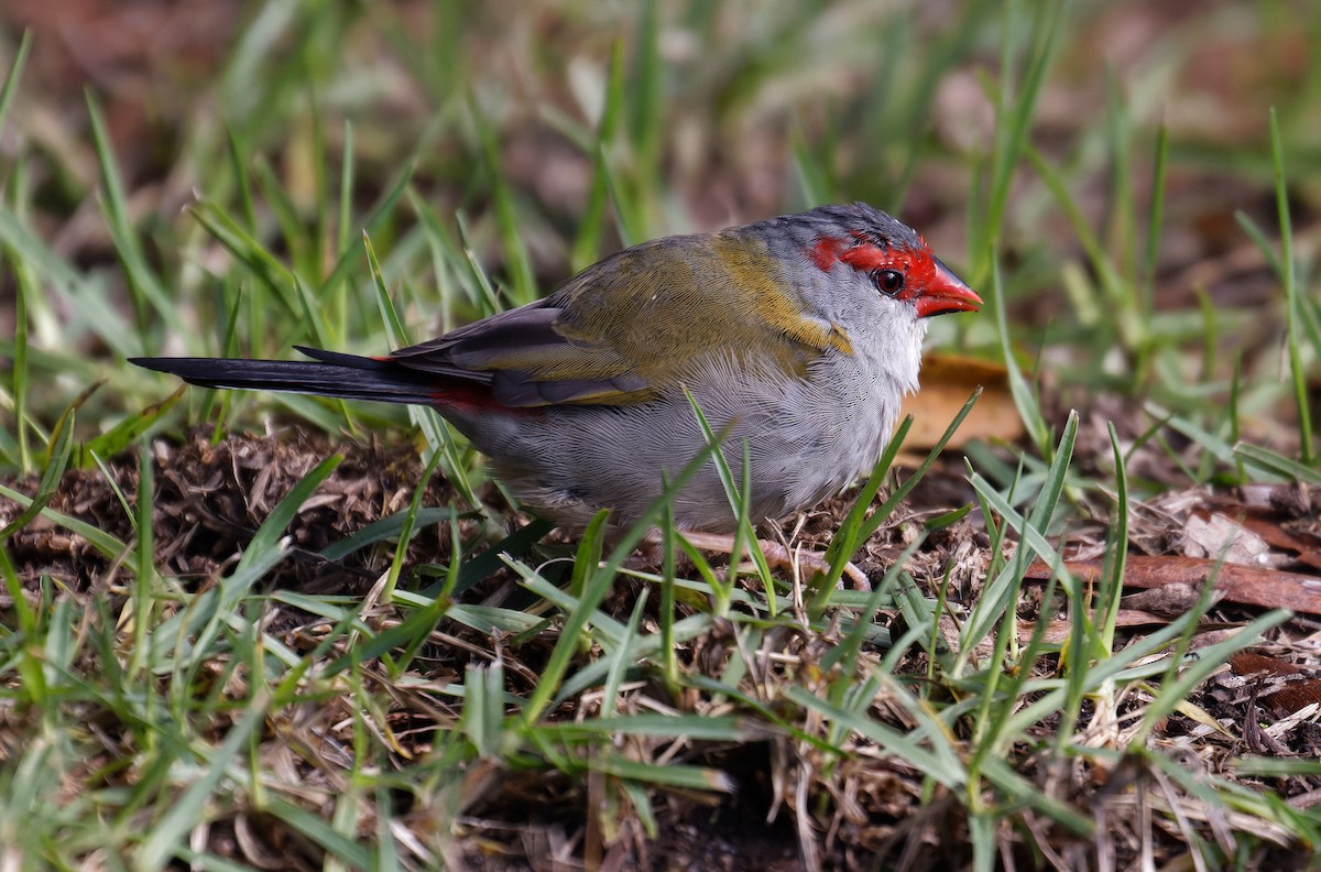Red-browed Firetail - ML635323553